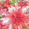 Amaryllis and Poinsettia Cocktail Napkin