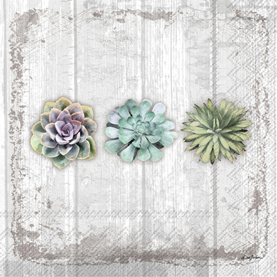 Succulents Still Life Cocktail Napkins