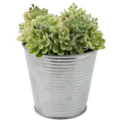 Green Sedum Metal Can