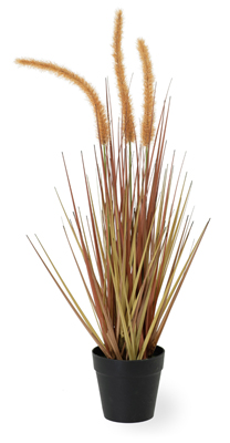 Dogtail Amber Small Grass