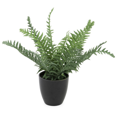 Boston Fern Potted Plant