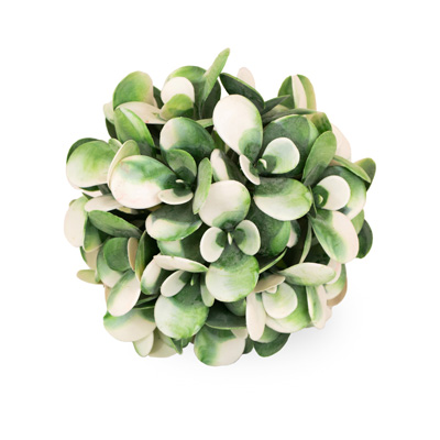 White Green Succulent Ball