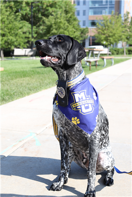 Sublimated Pet Bandana