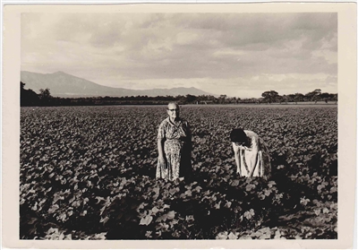 Harvest