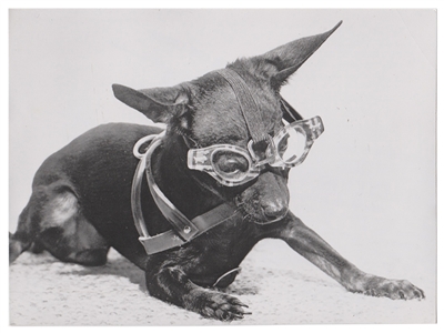 Dog With Eyeglasses