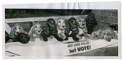 Dog-Gone Please Vote