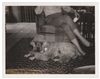 Poodle Polaroid