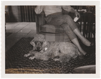 Poodle Polaroid