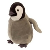 Baby Emperor Penguin Miyoni