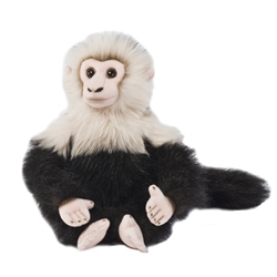 Capuchin Monkey Signature