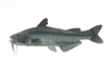 Cabin Critters Blue Catfish 17" L