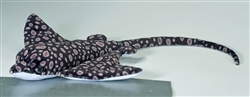 Wavey Spotted Eagle Ray