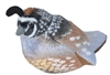 California Quail  Audubon II Collection