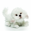 Bichon Frise Small 8" Long