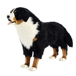 Bernese Mountain Dog Standing 34.5" H