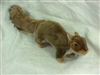 Brown Squirrel Plush Toy 12" Long without tail