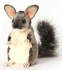 Hansa Chauncey Chinchilla