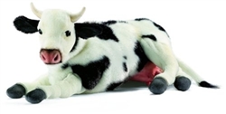 Cow Laying