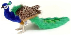 Hansa Peacock (Small)