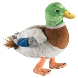 Mallard Duck