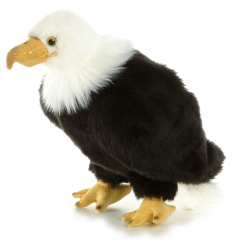 Regal Eagle Bird