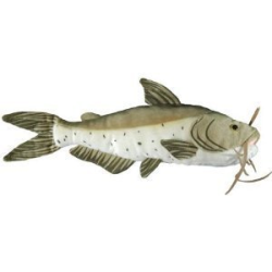 Channel Catfish