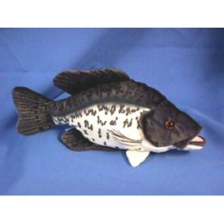 Black Crappie Fish