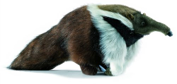 Hansa Anteater