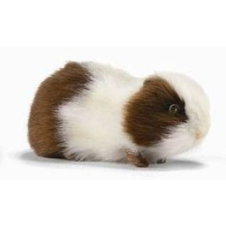 Hansa Brown and White Guinea Pig