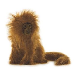 Hansa Golden Lion Tamarin