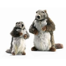 Hansa Marmot Mama