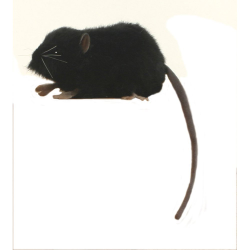 Hansa Black Mouse