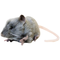 Hansa Gray Mouse
