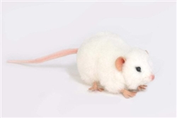 Hansa White Mouse