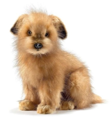 Hansa Norfolk Terrier