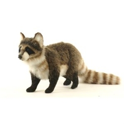 Hansa Raccoon Standing