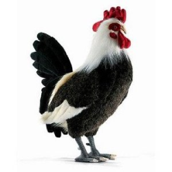 Hansa Ampilex Rooster