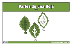 Tarjetas de Nomenclatura de Partes de una Hoja 3-6 (Printed)