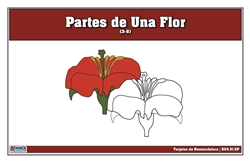 Tarjetas de Nomenclatura de Partes de una Flor 3-6 (Printed)