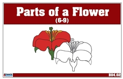 Parts of a Flower Nomenclature Cards 6-9 (Printed)