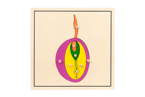 Parts of a Seed Puzzle