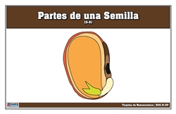 Tarjetas de Nomenclatura de Partes de una Semilla 3-6 (Printed)
