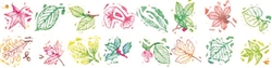 Leaf Rubbing Plates