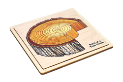 Parts of a Tree Trunk Puzzle