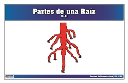 Tarjetas de Nomenclatura Partes de una Raíz 3-6 (Printed)