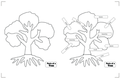 Botany Puzzles Working Charts  and Control Charts