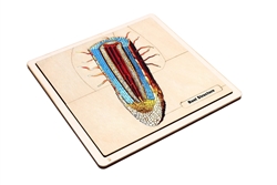 The Structure of a Root Puzzle with Nomenclature Cards (Printed) (6-9)