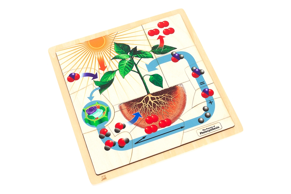 Montessori Materials: The Process of Photosynthesis Puzzle with