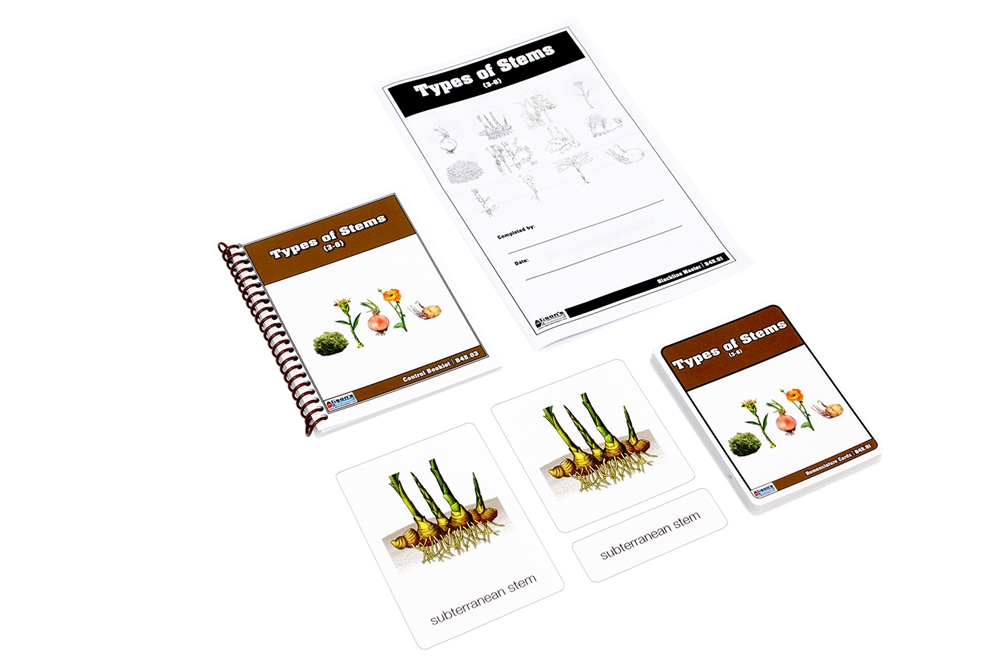 Type of Stem Nomenclature Cards 3-6 (Printed)