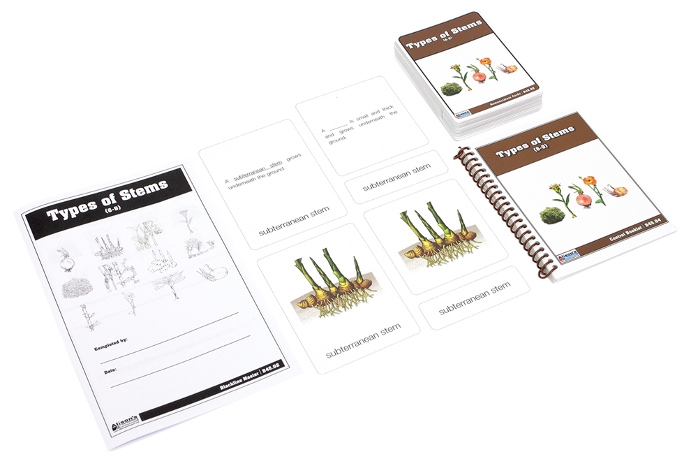 Type of the Stem Nomenclature Cards 6-9 (Printed)